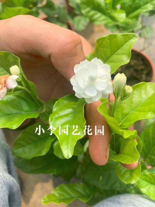 如何养护茉莉花使其开花更多