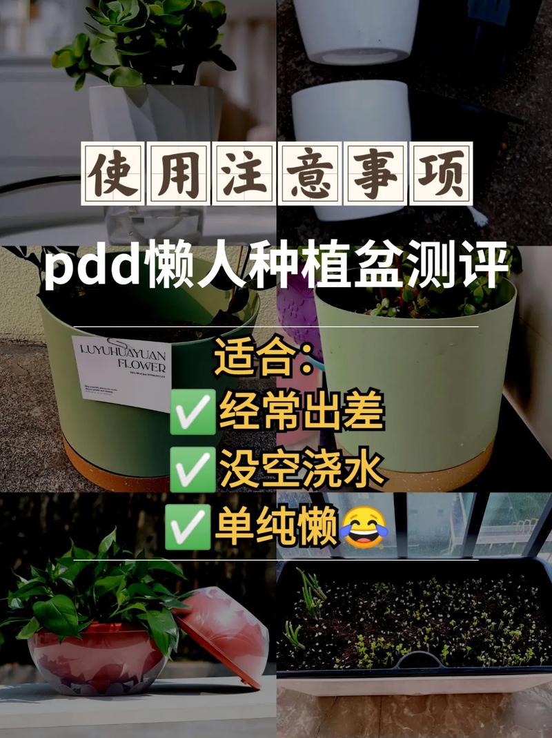 搭配种植有哪些注意事项