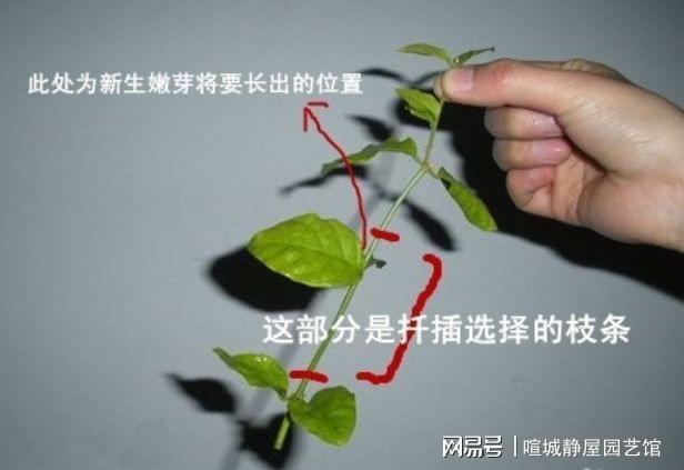 茉莉花杆插繁殖步骤