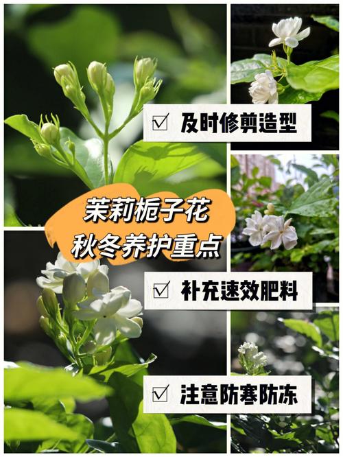 如何正确施肥促进茉莉花的生长