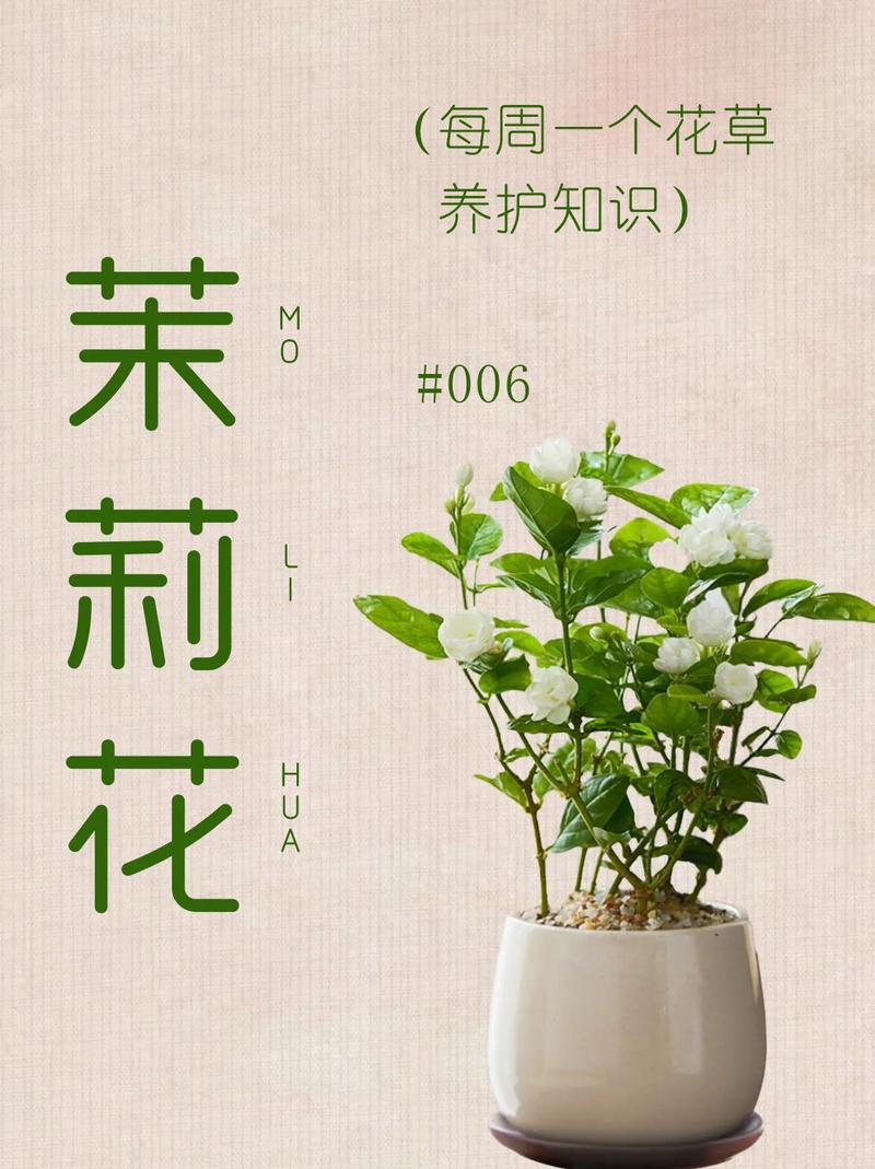 茉莉花的养护要点