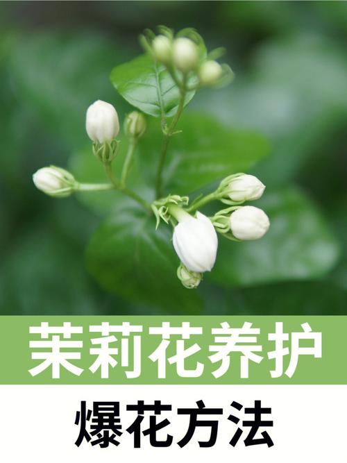 茉莉花的种植季节和地点有何要求