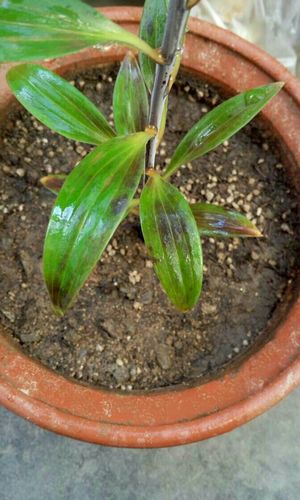 水培百合花的肥料使用有何讲究