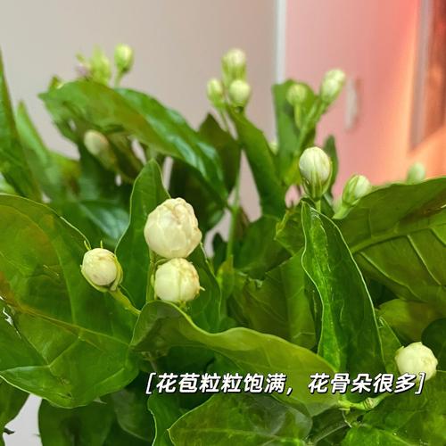 如何正确养护茉莉花