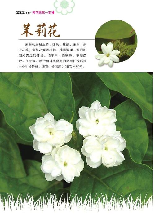 茉莉花壤的优缺点