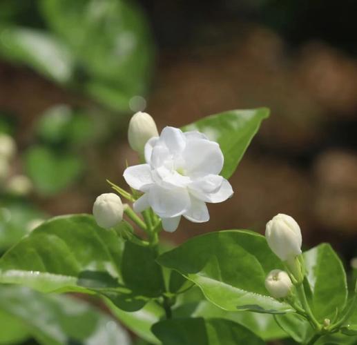 茉莉花种植的季节