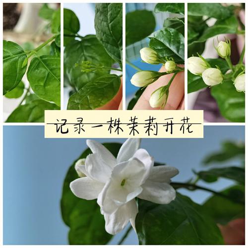 茉莉花的生长习性