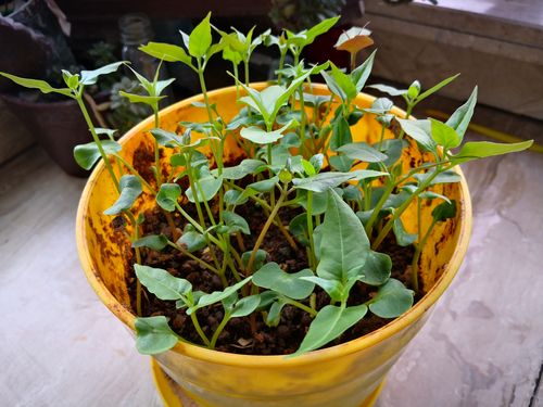 如何选择茉莉花的种植土壤