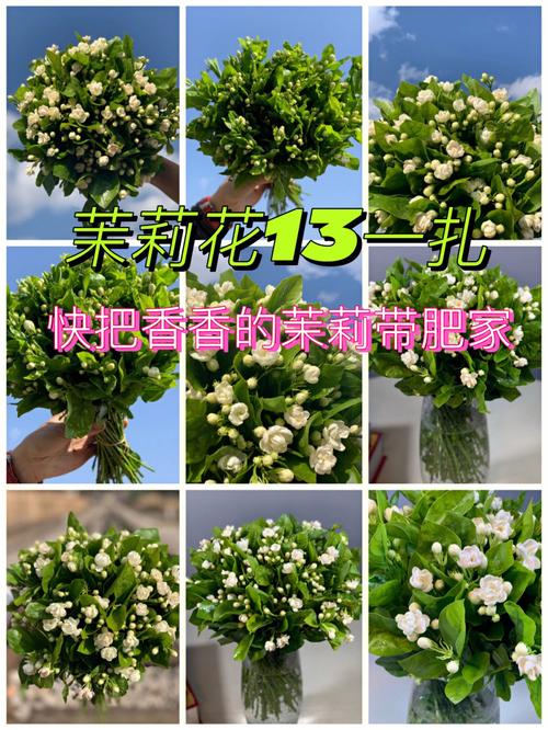 茉莉花在不同季节的施肥有何讲究