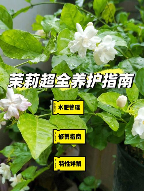 如何正确养护茉莉花