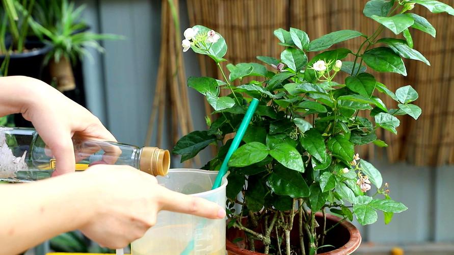 茉莉花浇水施肥