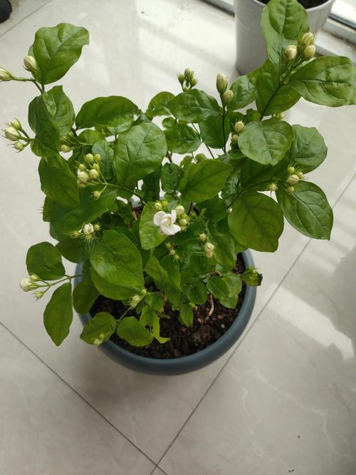 茉莉花与其他植物的搭配养护