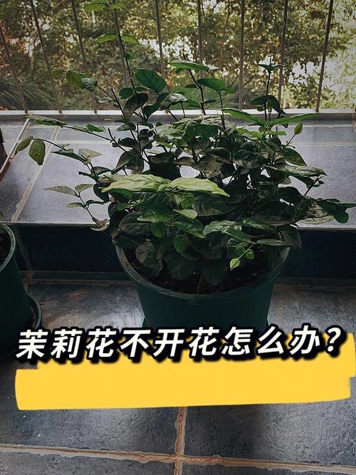 如何解决茉莉花不开花的问题