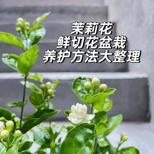 秋季养护茉莉花的三个技巧