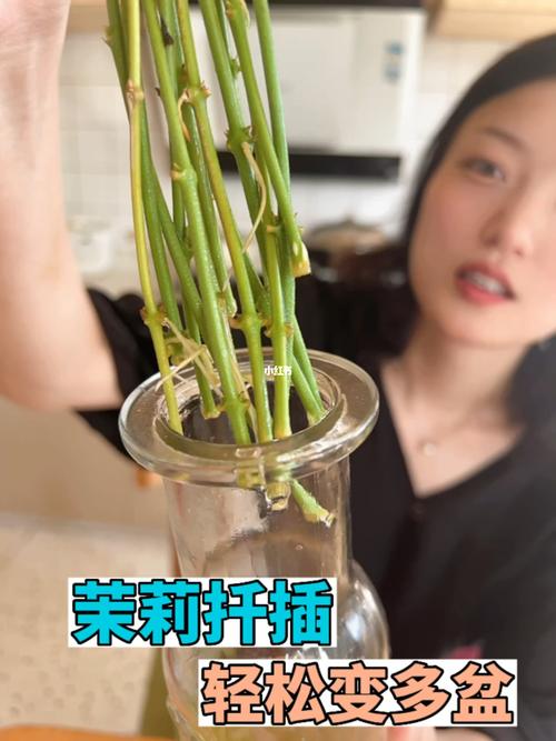 茉莉花不同生育阶段需肥量