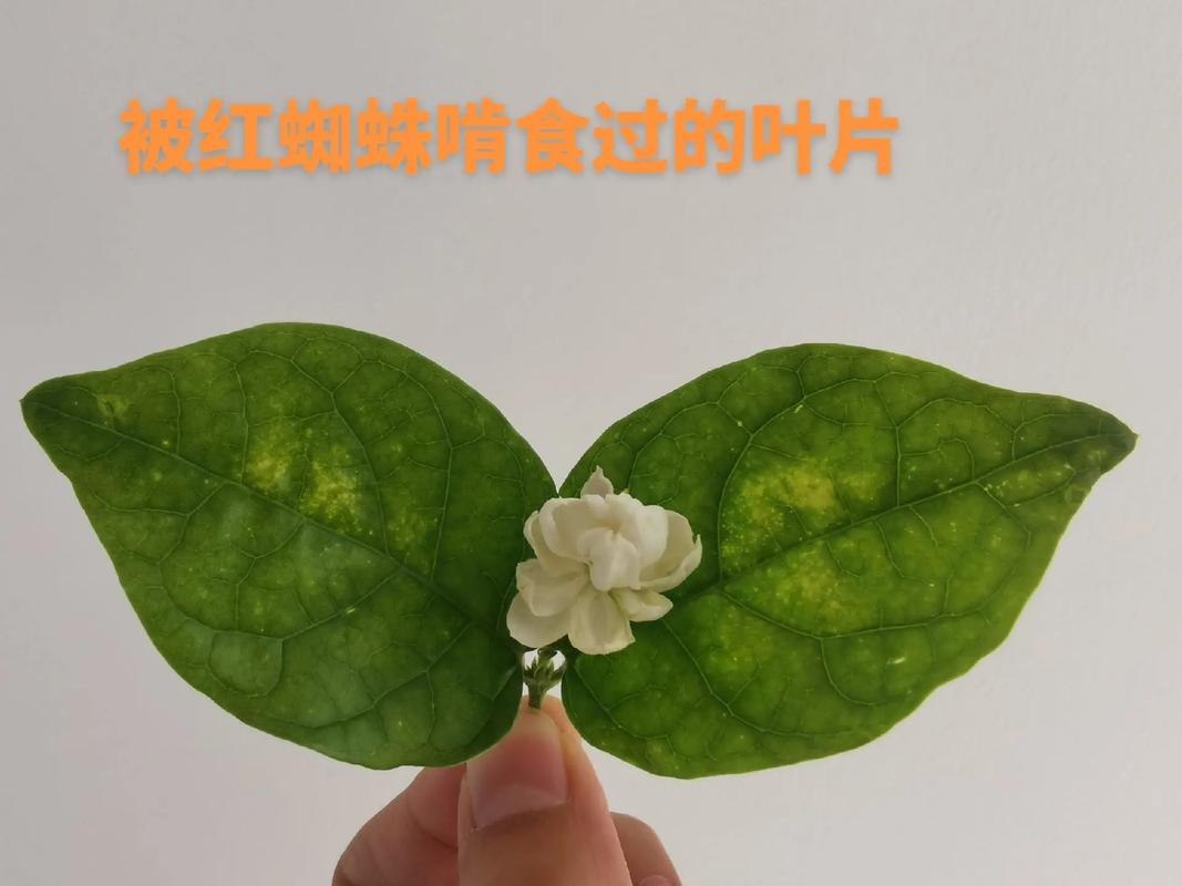 如何防治茉莉花的病虫害