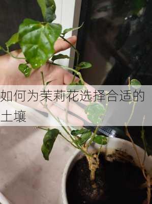 如何为茉莉花选择合适的土壤