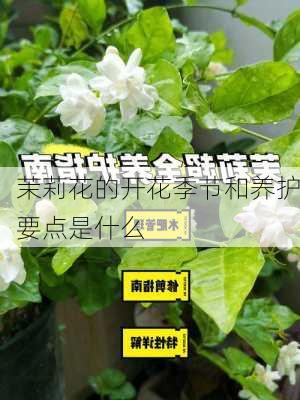 茉莉花的开花季节和养护要点是什么