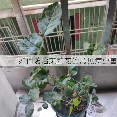 如何防治茉莉花的常见病虫害