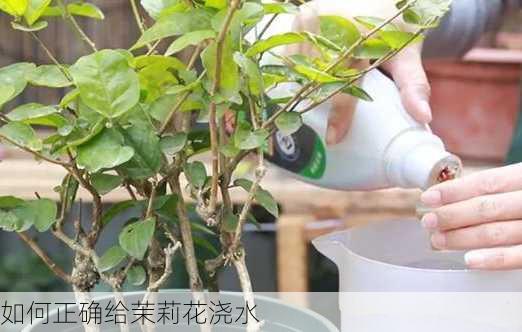 如何正确给茉莉花浇水