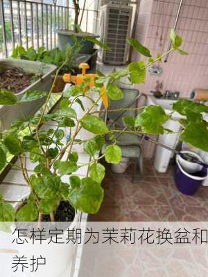 怎样定期为茉莉花换盆和养护