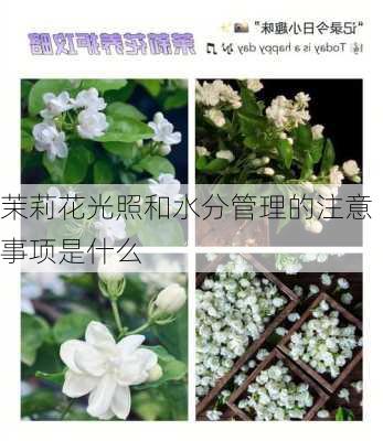 茉莉花光照和水分管理的注意事项是什么