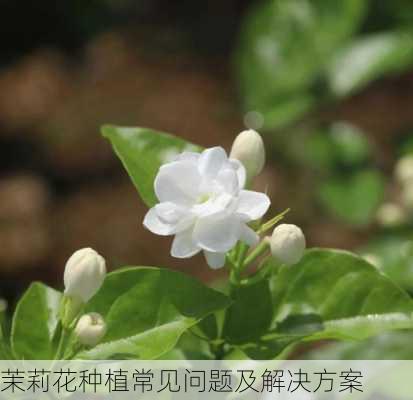 茉莉花种植常见问题及解决方案