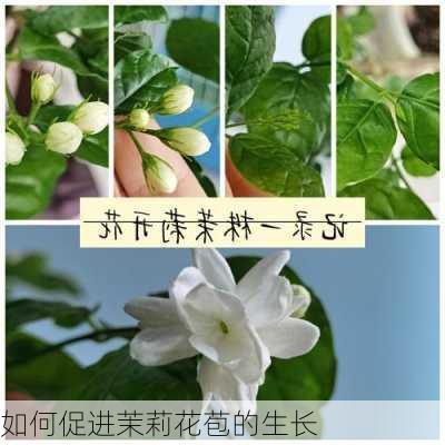 如何促进茉莉花苞的生长