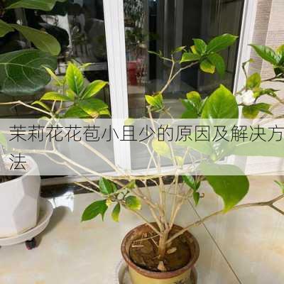 茉莉花花苞小且少的原因及解决方法