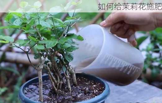 如何给茉莉花施肥