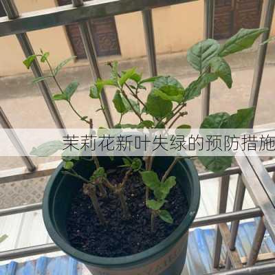 茉莉花新叶失绿的预防措施