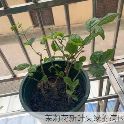 茉莉花新叶失绿的病因