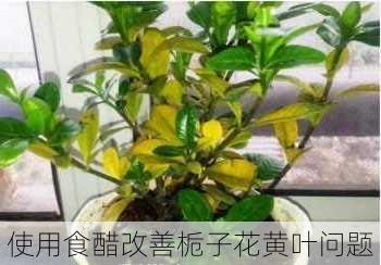 使用食醋改善栀子花黄叶问题