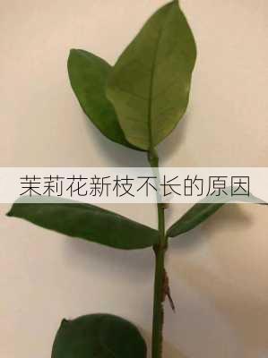 茉莉花新枝不长的原因