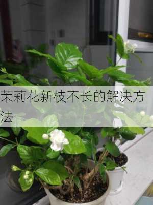 茉莉花新枝不长的解决方法