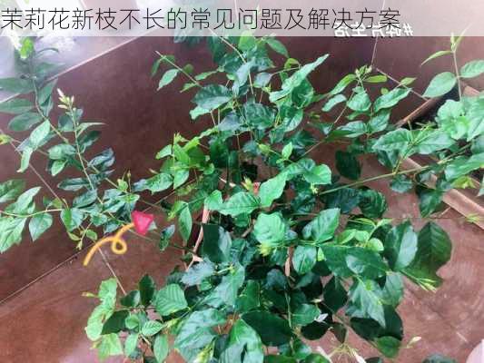 茉莉花新枝不长的常见问题及解决方案