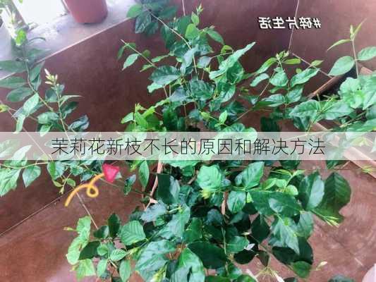 茉莉花新枝不长的原因和解决方法