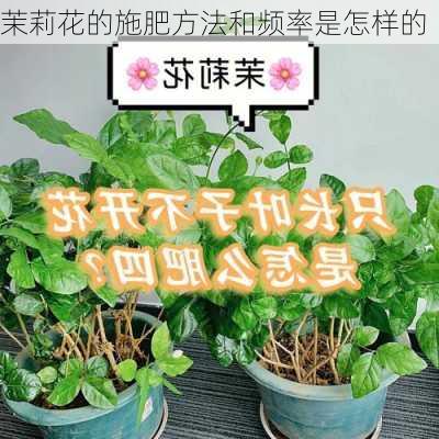 茉莉花的施肥方法和频率是怎样的