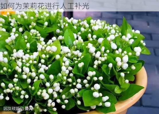 如何为茉莉花进行人工补光