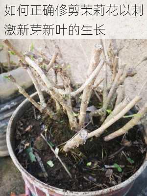 如何正确修剪茉莉花以刺激新芽新叶的生长