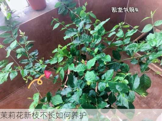 茉莉花新枝不长如何养护