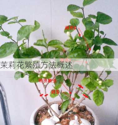 茉莉花繁殖方法概述