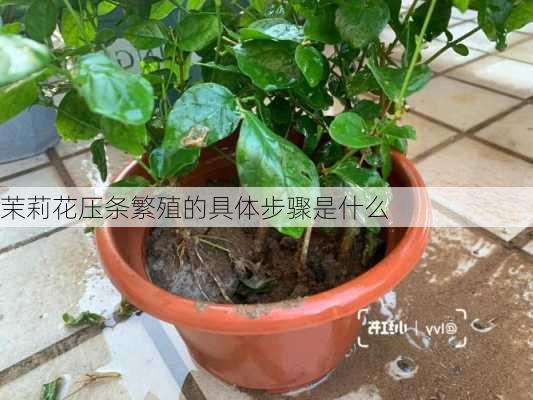 茉莉花压条繁殖的具体步骤是什么