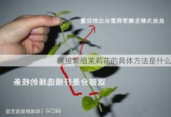 嫁接繁殖茉莉花的具体方法是什么