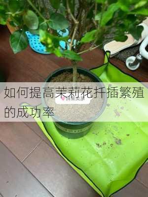 如何提高茉莉花扦插繁殖的成功率