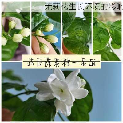 茉莉花生长环境的影响