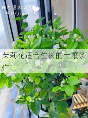 茉莉花适合生长的土壤条件