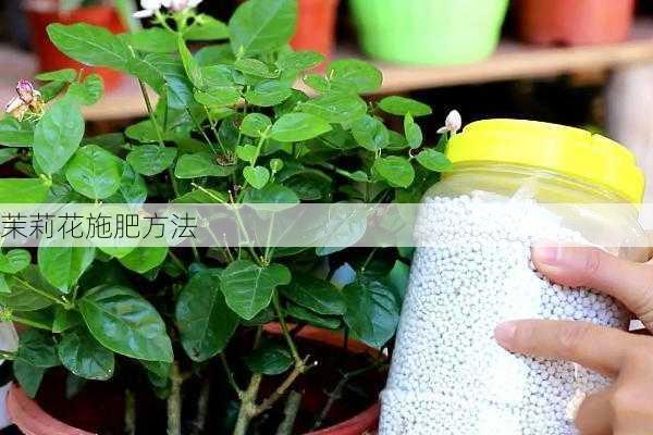 茉莉花施肥方法