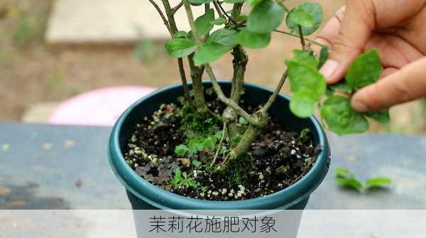 茉莉花施肥对象