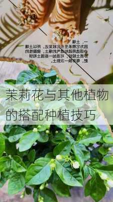 茉莉花与其他植物的搭配种植技巧